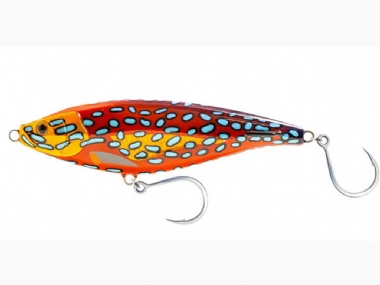 CORAL TROUT