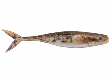 HD ROUND GOBY