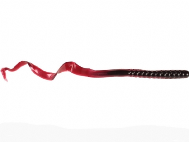 RED SHAD