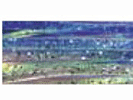 C096