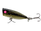 BABY BASS