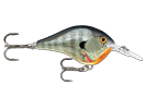 BLUEGILL