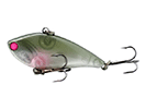 OLIVE SHAD