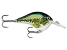 BABY BASS