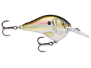 LIVE RIVER SHAD