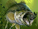 BASS 