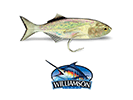WILLIAMSON LIVE BLUEFISH NATURAL
