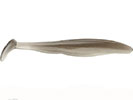 GHOST SHAD