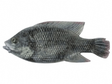 BLUE KURPER MALE