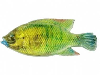 DWARF KURPER