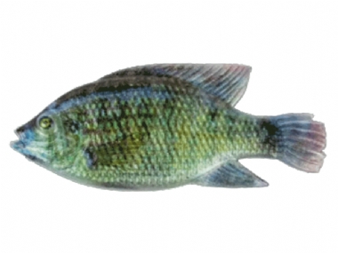 VLEI KURPER