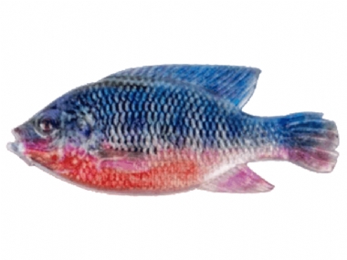 RED BREAST KURPER