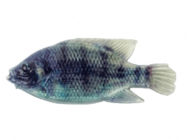 OLIVE BREAM