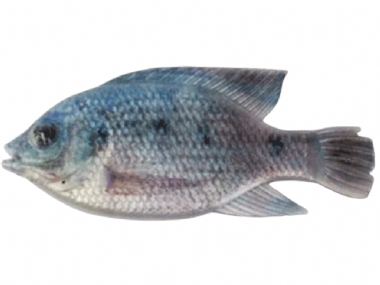 BLUE KURPER FEMALE