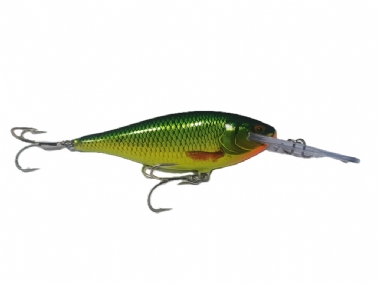 GILDED LIME ROACH (GDLM)