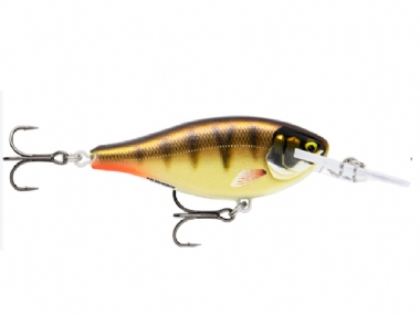 GILDED STRIPED GREY SHINER (GDSGS)