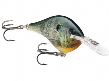 LIVE BLUEGILL