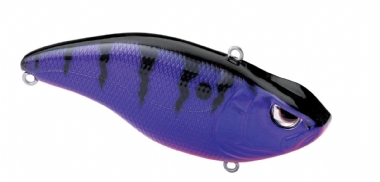 PURPLE PERCH