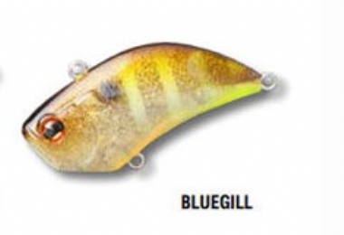 BLUEGILL