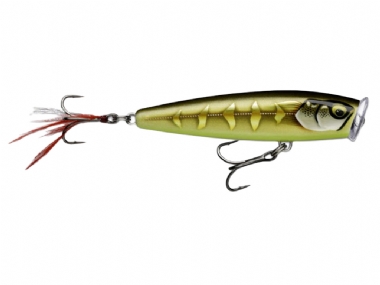 GILDED STRIPED GREY SHINER (GDSGS)