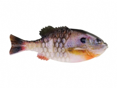 HD BLUEGILL