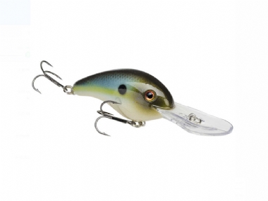 SUMMER SEXY SHAD