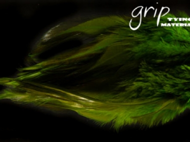 TURTLE GRASS