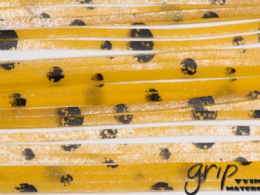 BUTTERSCOTCH / BLACK SPOTS