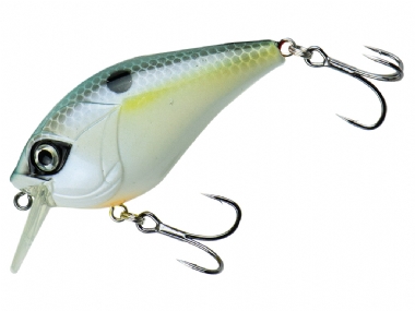 SEXY SHAD