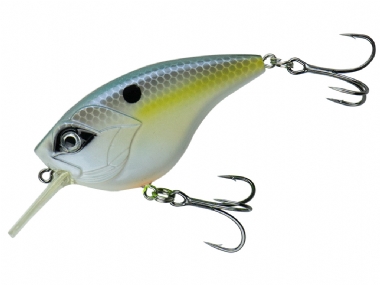 SEXY SHAD