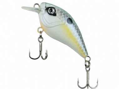 SEXY SHAD