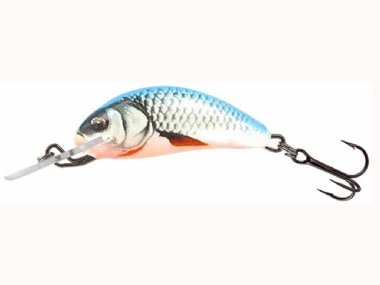 DACE BLUE