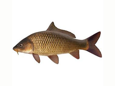 CARP FLIES