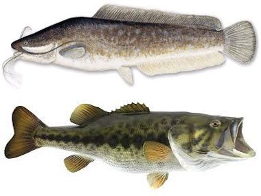 BARBEL & BASS