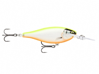 GILDED CHARTREUSE ORANGE BELLY (GDCO)
