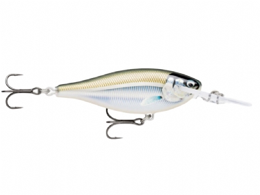GILDED MANGROVE MINNOW (GDMM)