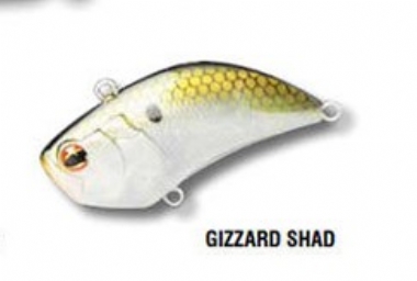 GIZZARD SHAD