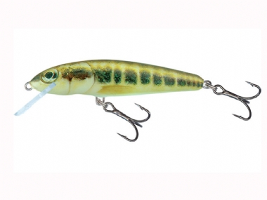 MINNOW