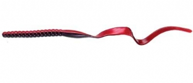 RED SHAD