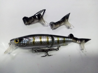 BLACKBACK HERRING