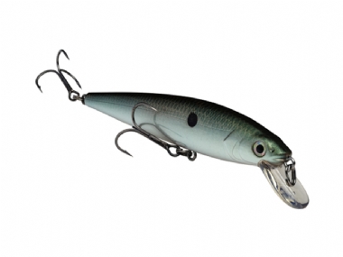 GREEN GIZZARD SHAD