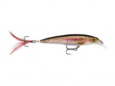 LIVE RAINBOW TROUT