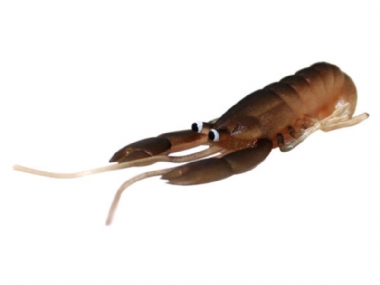 BLU CRACKER SHRIMP 2''