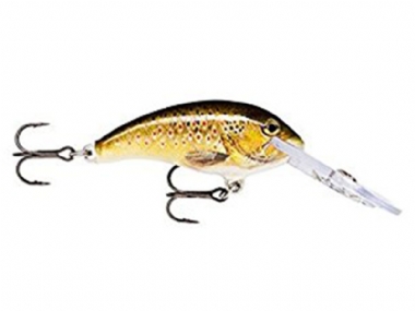 LIVE BROWN TROUT