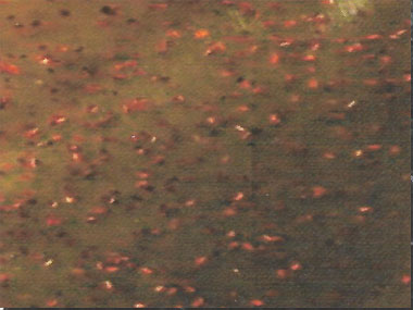 MOTER OIL RED