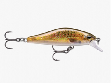 LIVE BROWN TROUT	
