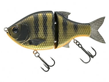 DARK GILL / ORANGE BELLY