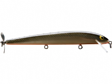 TENNESSEE SHAD ORANGE BELLY