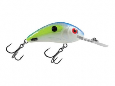 SEXY SHAD