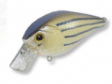SPAINISH WHITE WITH READ GILL